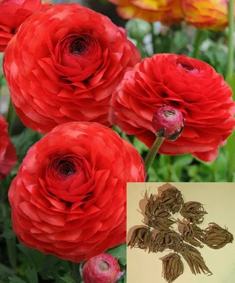 Лютик (Ранункулюс) розовый / Ranunculus Pink - Луковицы Лютиков  (Ранункулюсов) - купить недорого лютики (ранункулюсы) в Москве в  интернет-магазине Сад вашей мечты
