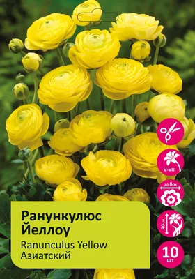 Азиатский лютик ранункулюс (40 фото) - 40 фото