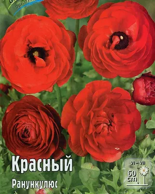 Ранункулюс White (Белый)) купить выгодно ✵ Сады-Эдема.рф – интернет магазин  растений для сада