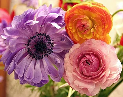 Лютик (Ранункулюс) желтый / Ranunculus Yellow - Луковицы Лютиков  (Ранункулюсов) - купить недорого лютики (ранункулюсы) в Москве в  интернет-магазине Сад вашей мечты
