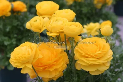 Ранункулюс - Ranunculus / Самый КРАСИВЫЙ и НЕЖНЫЙ Цветок во всем мире ЛЮТИК  Альпийский - YouTube