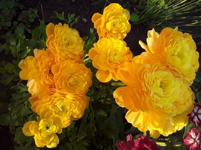 Лютик (Ранункулюс) желтый / Ranunculus Yellow - Луковицы Лютиков  (Ранункулюсов) - купить недорого лютики (ранункулюсы) в Москве в  интернет-магазине Сад вашей мечты