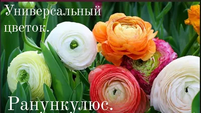 Цветы :: Однолетние и двулетние :: Ранункулюс