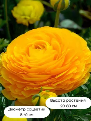 Ранункулюс. часть 1- Подготовка к посадке. - YouTube