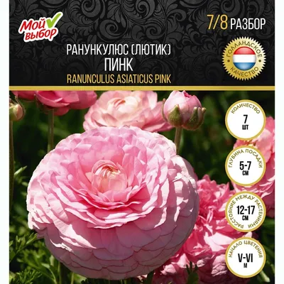 Лютик (Ранункулюс) розовый / Ranunculus Pink - Луковицы Лютиков  (Ранункулюсов) - купить недорого лютики (ранункулюсы) в Москве в  интернет-магазине Сад вашей мечты