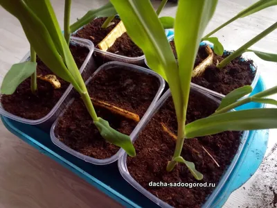 Выращивание рассады кукурузы в домашних условиях 🌾 | Огородная фанатка |  Дзен