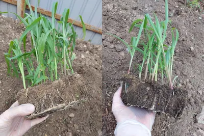Выращиваем кукурузу через рассаду