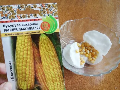 Посадка кукурузы на рассаду в апреле 🌽 | Огородная фанатка | Дзен
