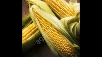 Купить рассаду кукурузы в нашем интернет магазине с доставкой