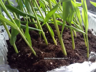 Выращивание рассады кукурузы в домашних условиях 🌾 | Огородная фанатка |  Дзен