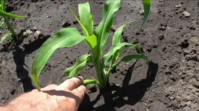 Что делать с пасынками у кукурузы - YouTube