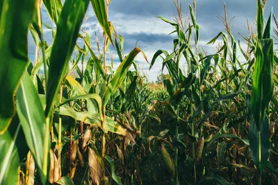 Когда сажать кукурузу весной 2023: сроки посева