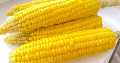Кукурузная рассада | Пикабу
