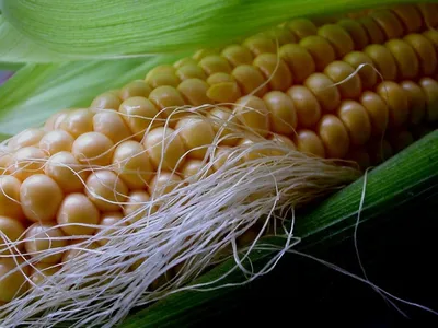 Кукуруза — царица полей на даче