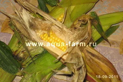 Выращивание кукурузы в Ленинградской области