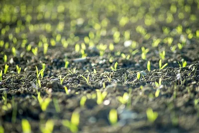 рассада кукурузы питание зеленый органический Фото Фон И картинка для  бесплатной загрузки - Pngtree