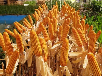 Как и когда нужно собрать семена кукурузы для посадки?