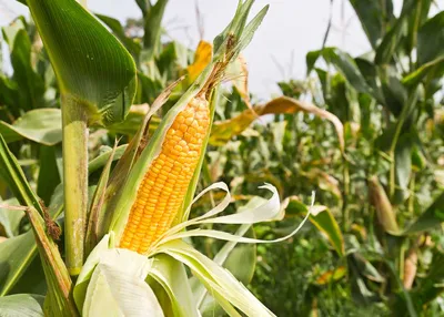 Рентабельность бизнеса по выращиванию кукурузы 800%