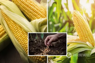Когда нужно сажать кукурузу – посевной календарь – благоприятные дни