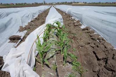 Выращивание сахарной кукурузы в парнике – стартап для малоземельных  фермеров | agrobook.ru