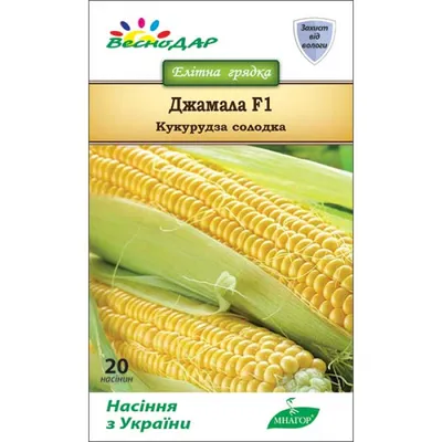 Семена кукурузы Джамала F1 купить в Украине | Веснодар