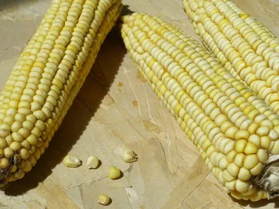 Выращиваем экзотический овощ - кукурузу! - KP.RU