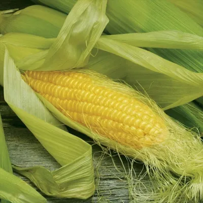 Как сажать рассаду кукурузы в открытый грунт? Важные правила - Я строю -  медиаплатформа МирТесен | Кукуруза, Огород, Сад