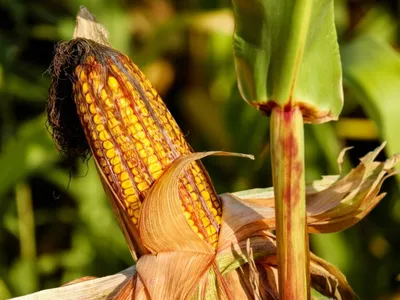 Семена кукурузы Элемент F1 купить в Украине | Веснодар