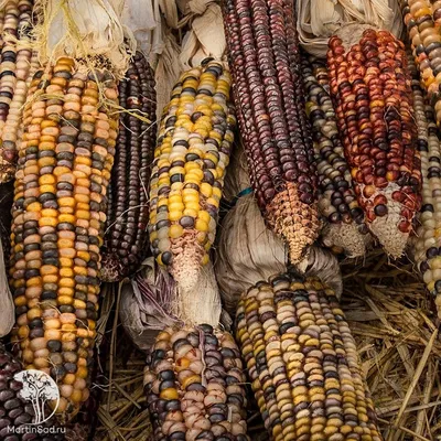 Кукуруза Разноцветная - купить семена овощей с доставкой по Украине в  магазине Добродар