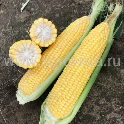 Сахарная кукуруза Драйвер F1 3000 шт (Clause) Семена кукурузы | Интернет  магазин Агро-Качество