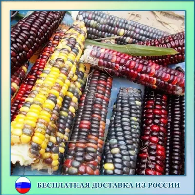 Выращивание рассады кукурузы - Новости и статьи о сельском хозяйстве