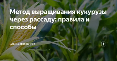 Саженцы кукурузы с солнечным светом Сиднеем очень свежий. Стоковое Фото -  изображение насчитывающей коричневатым, природа: 197797526