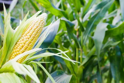 Метод выращивания кукурузы через рассаду: правила и способы | Азбука  огородника | Дзен