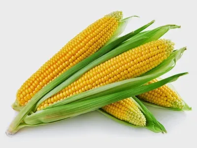 Семена кукурузы Джамала F1 купить в Украине | Веснодар