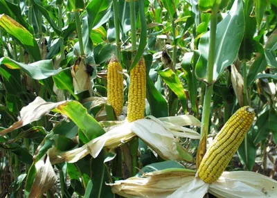 Посадка кукурузы рассадой в открытый грунт: как высаживать, при какой  температуре