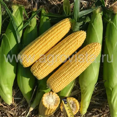Как сажать кукурузу: сроки, особенности выращивания
