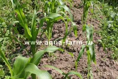Выращивание кукурузы в Ленинградской области