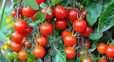 Томаты черри: лучшие сорта – Agro-Market24