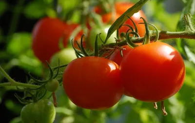 Томаты черри: 10 популярных сортов и секреты выращивания культуры |  AgroMarket интернет магазин семян