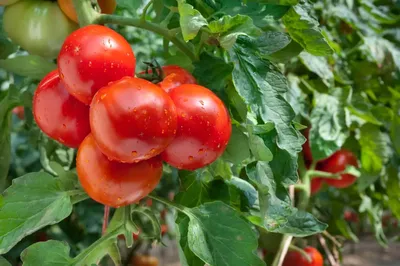Что любит рассада томатов: правильное выращивание рассады томатов -  Agro-Market