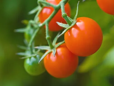 🍅Рассада помидоров: высадка в теплицу, полив и подкормка. Подкормка и  полив рассады