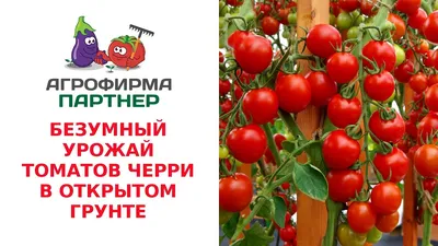 Посадка и выращивание помидоров в теплице: обзор технологии от А до Я |  Блог zeldom.kz