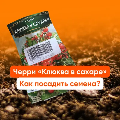 Помидор черри на ветке из раздела Овощи