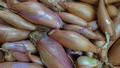 Лук шалот Деликатес (Вкуснятина) 0,2г- купить, цена и фото в  интернет-магазине Remont Doma