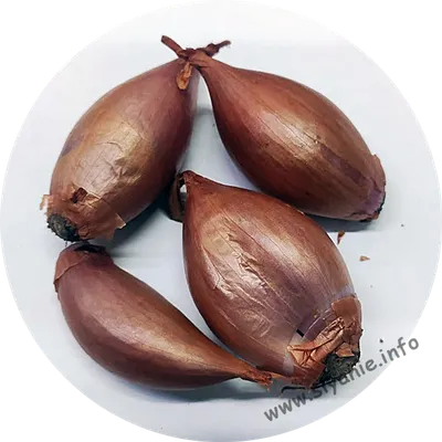 Лук шалот (семейный) Банановый 100 г. – купить за 45 ₽ | Сияние