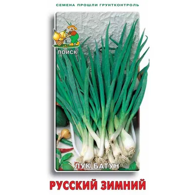 Лук Северное сияние Сиб. Сад Ц – купить за 16 ₽ | Агромагистраль