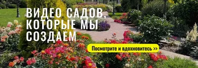 Как выбрать сочетание цветов и растений в саду? | Цветы
