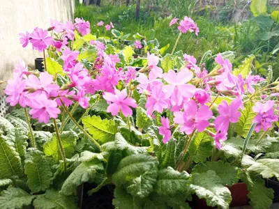 Многолетние цветы, которые будут цвести все лето 🌷 | Блог METRO