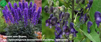 Домашние растения: как сделать зимний сад. - Зеленая страна - Больше идей  для дома и сада
