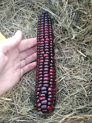 Сорта разноцветной кукурузы, и где ее используют - Agro-Market